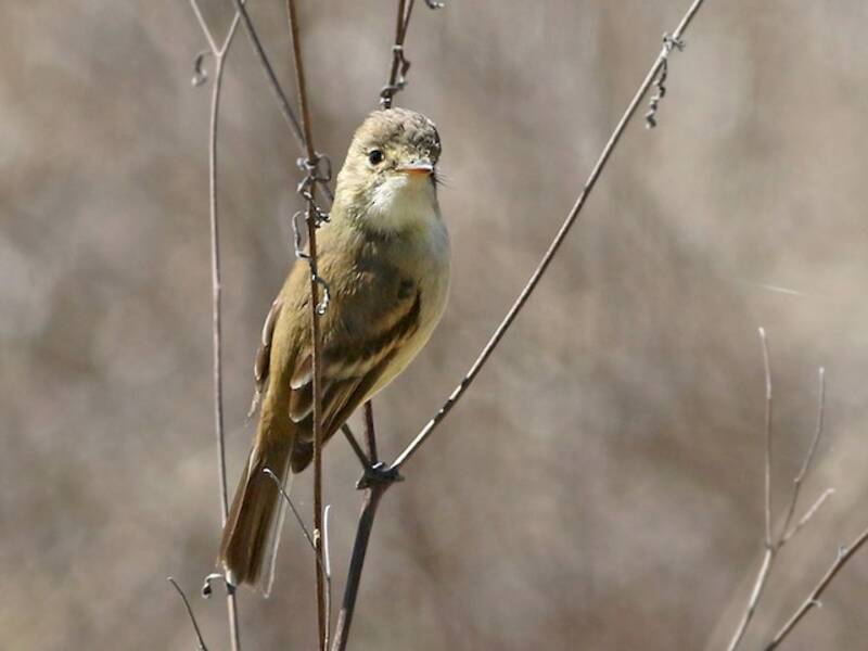 White-throated Flycatcher, Photos 3