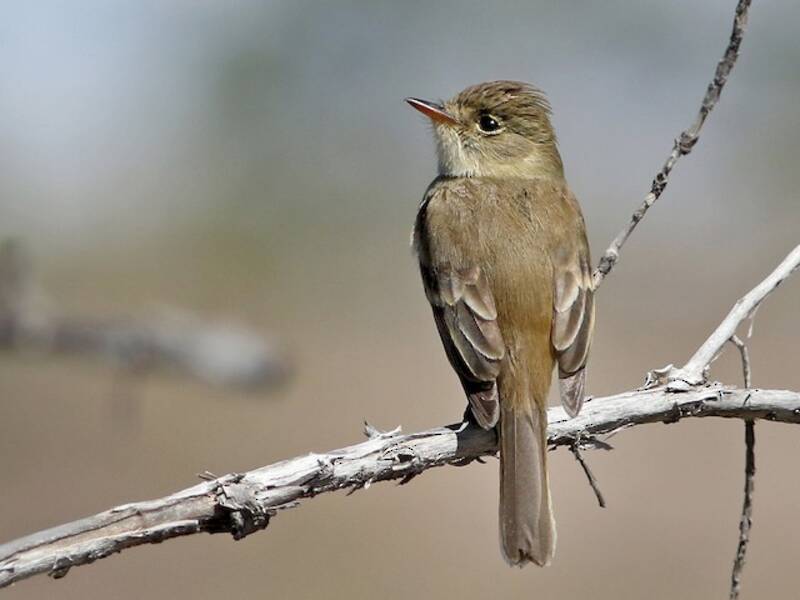 White-throated Flycatcher, Photos 4