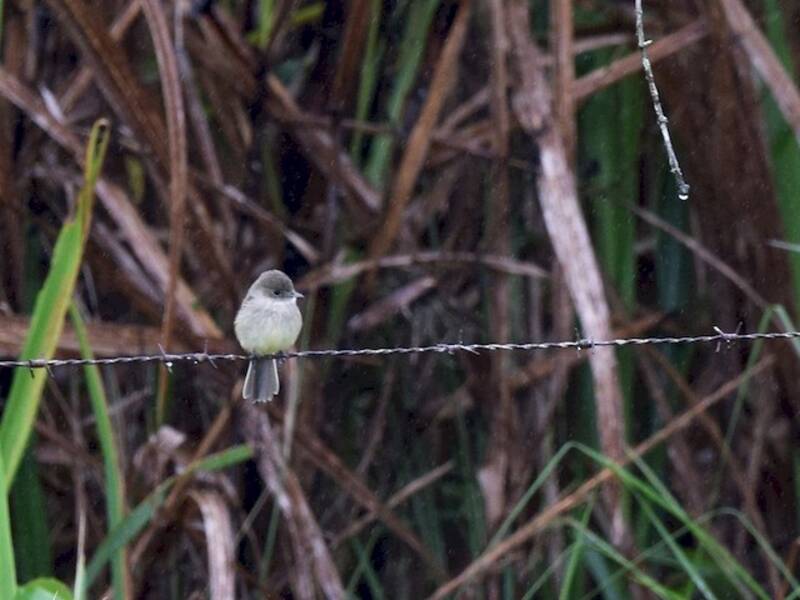 White-throated Flycatcher