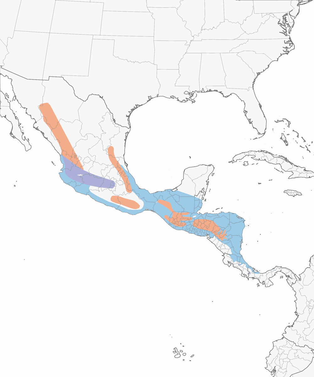 White-throated Flycatcher, Distribution 1