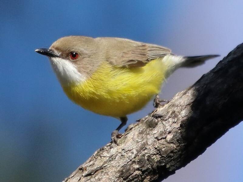 White-throated Gerygone, 照片 2