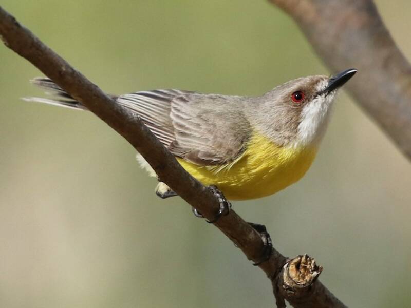 White-throated Gerygone, 照片 4