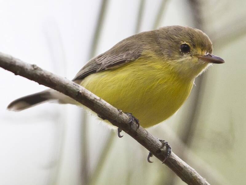 White-throated Gerygone, 照片 3