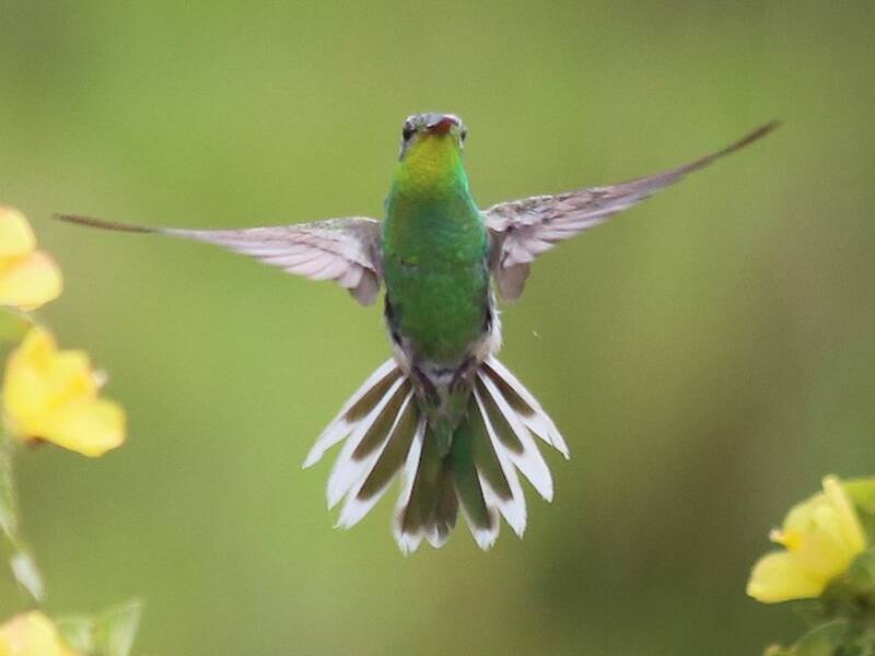 Colibrì dalla gola dorata e coda bianca, Foto 3