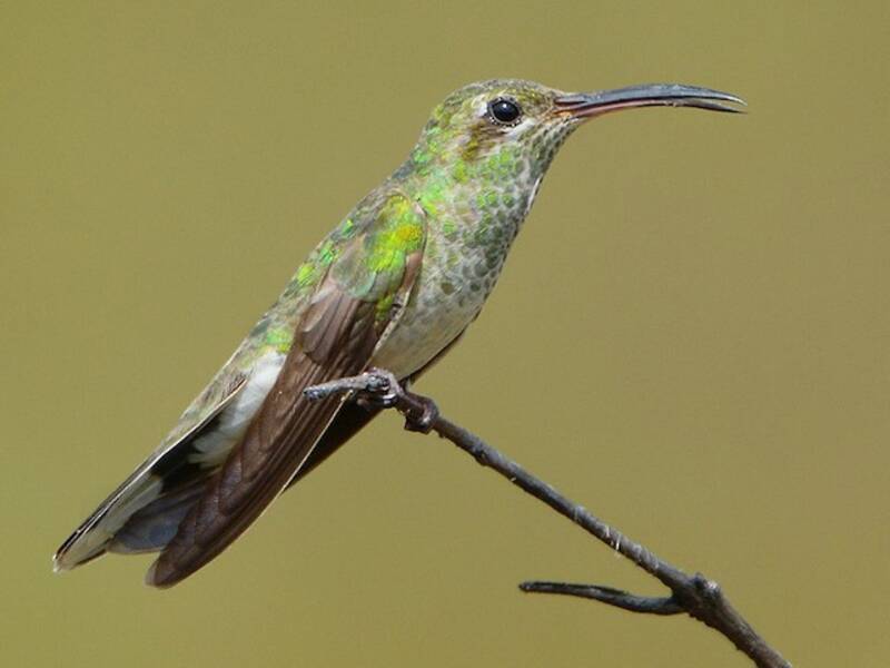 Colibrì dalla gola dorata e coda bianca, Foto 4