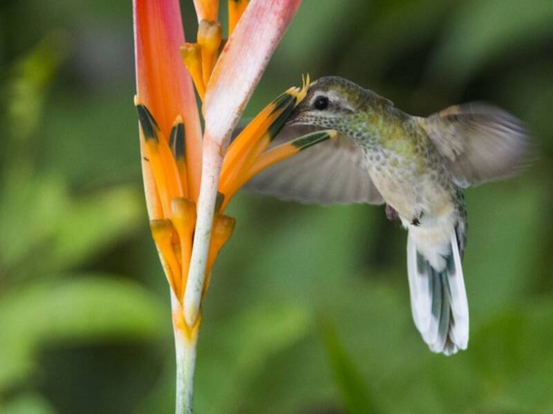 Colibrì dalla gola dorata e coda bianca, Foto 2