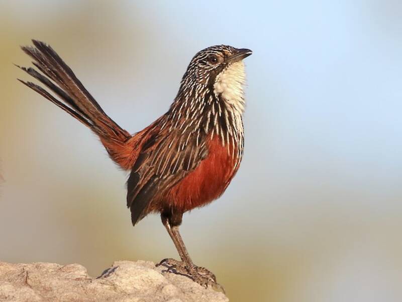 White-throated Grasswren