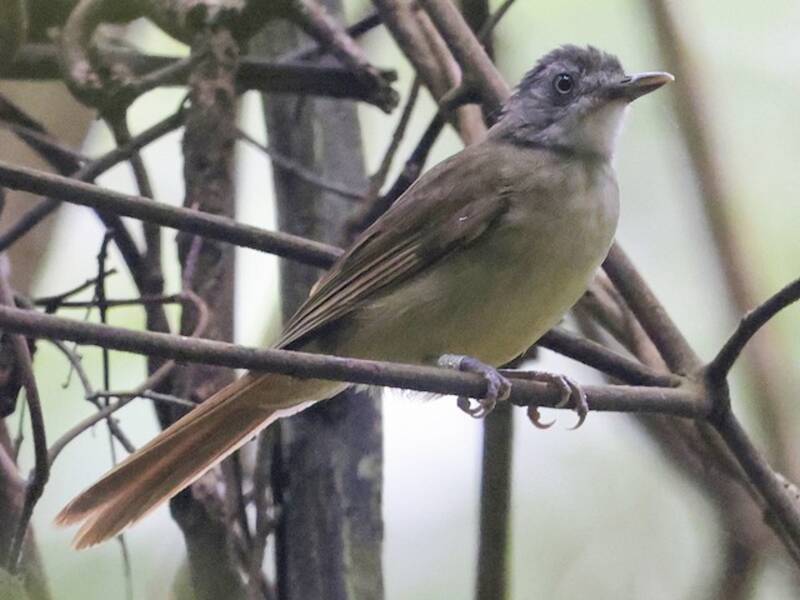 Bulbul gorgiblanco