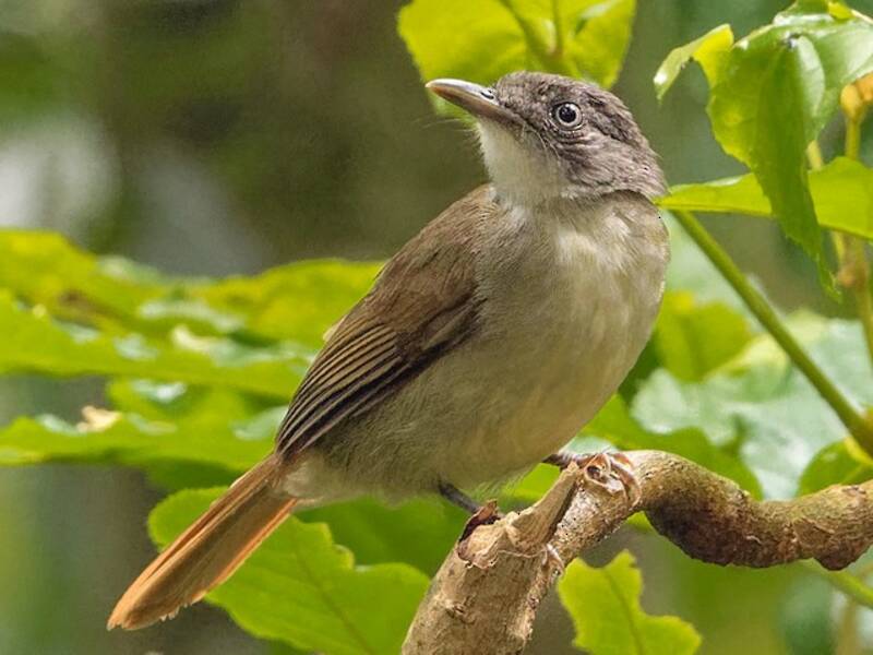 Bulbul à gorge blanche, Photos 2