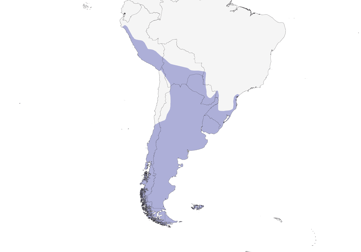 Svasso ciuffo bianco, Distribuzione 1