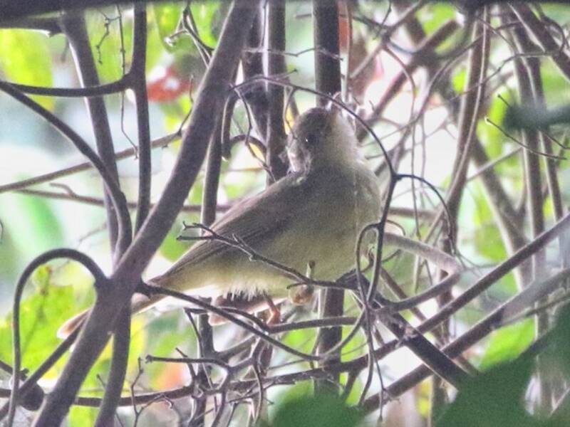 Bulbul de Angola