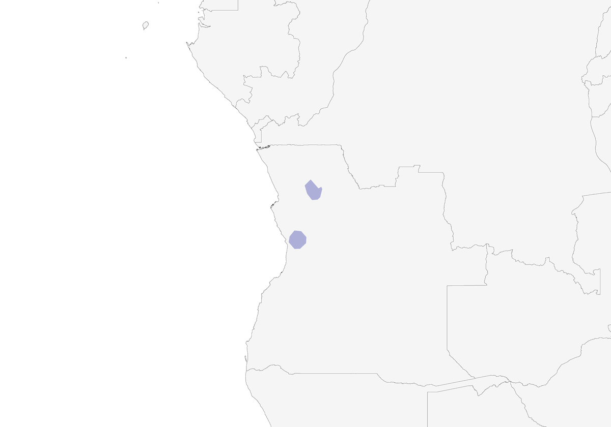 Bulbul de Angola, Distribución 1