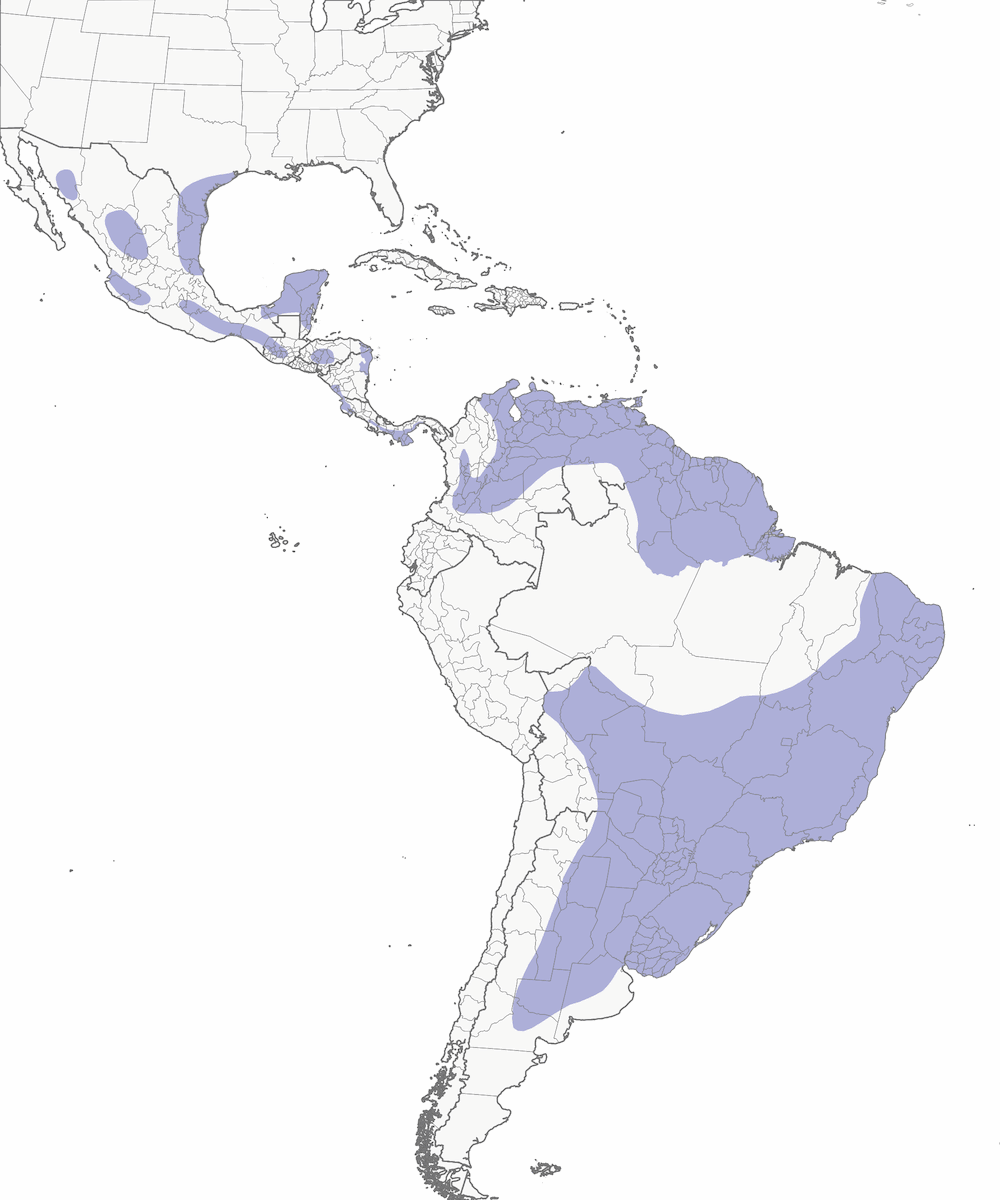 Aguililla Coliblanca, Distribución 1