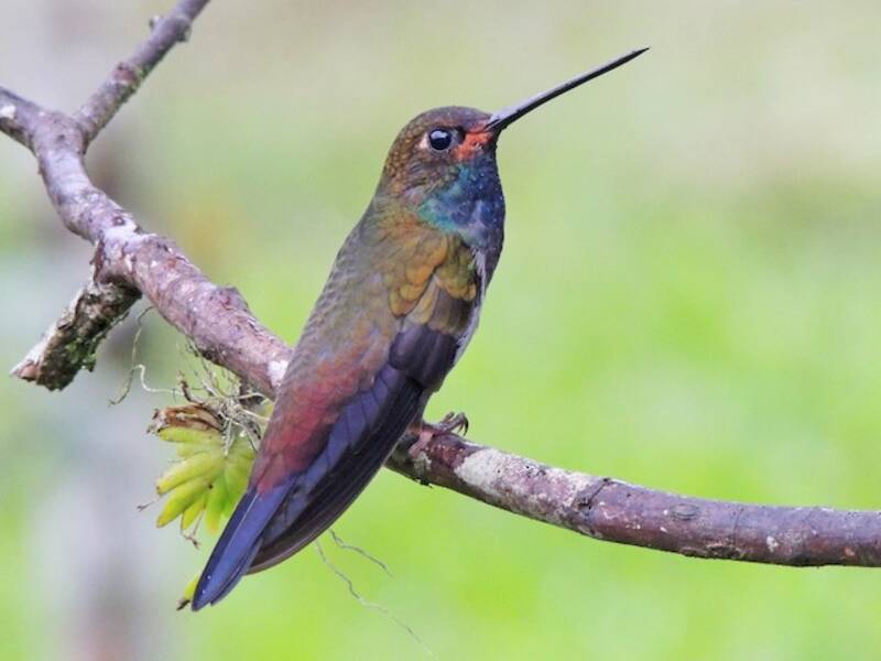 Rufous-gaped Hillstar, 照片 4