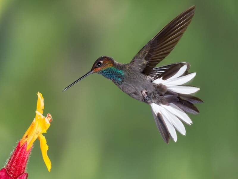 Rufous-gaped Hillstar, 照片 3