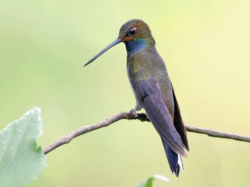 Rufous-gaped Hillstar, 照片 2