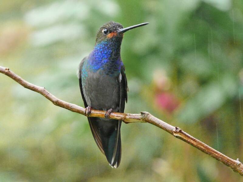 Colibrì stellare dalla gola rossiccia