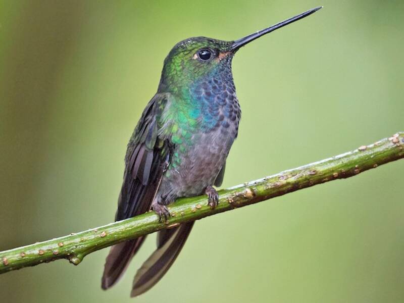 Colibrì stella dal dorso verde, Foto 3
