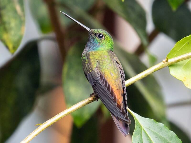 Colibrì stella dal dorso verde, Foto 2