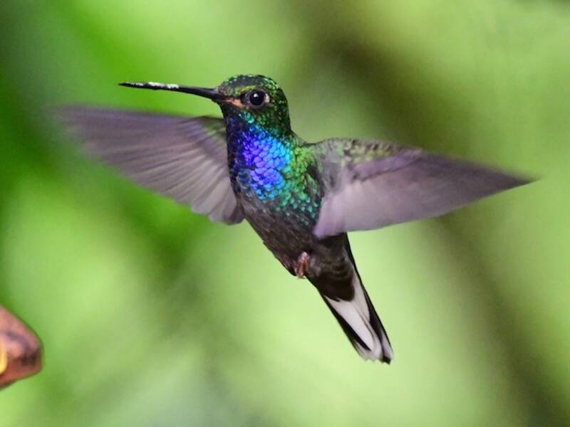 Colibrì stella dal dorso verde, Foto 4