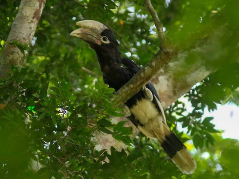 White-thighed Hornbill, Photos 4