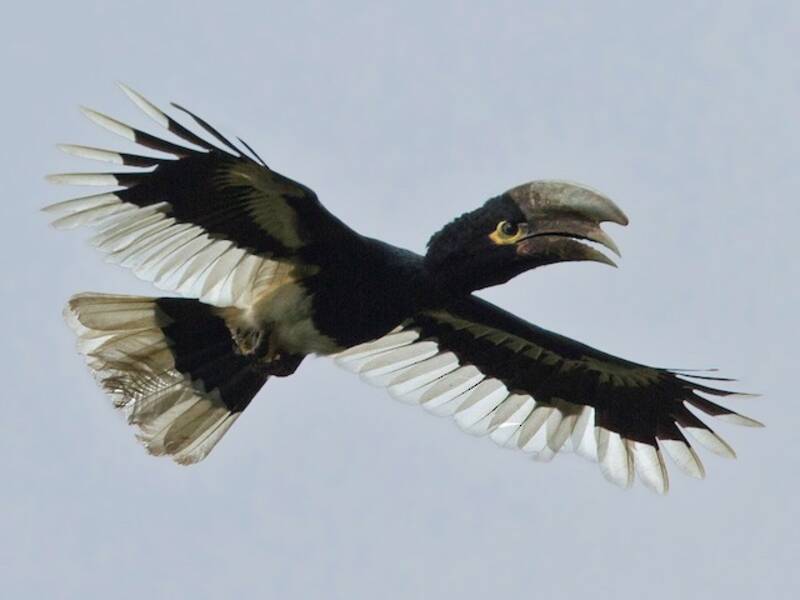 White-thighed Hornbill, Photos 2