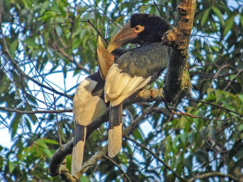 White-thighed Hornbill, Photos 3