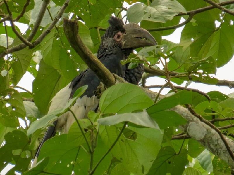 White-thighed Hornbill