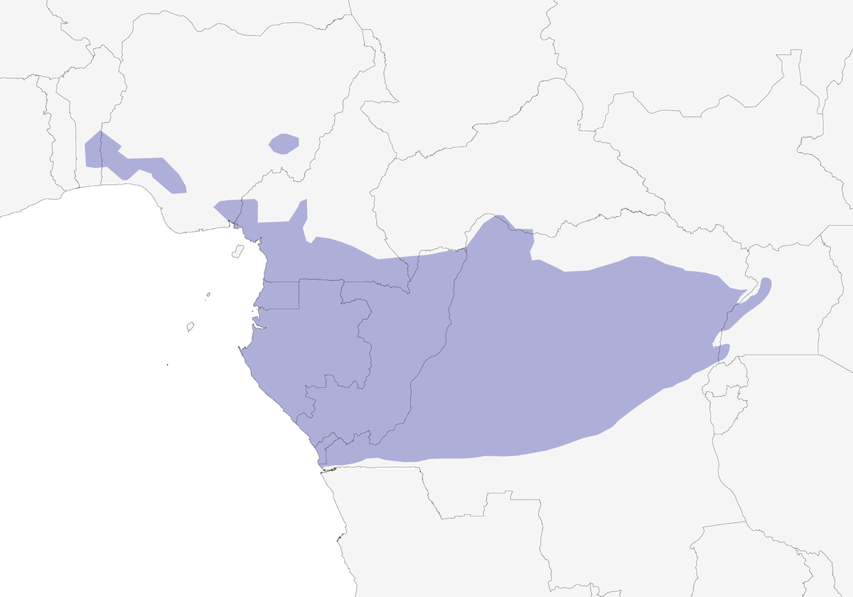 White-thighed Hornbill, Distribution 1