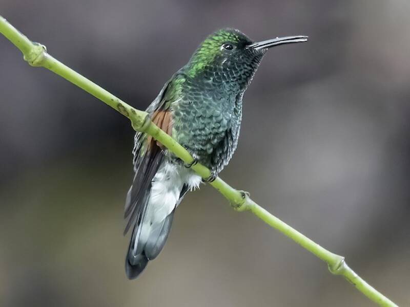 Colibrí coliblanco, Fotos 4