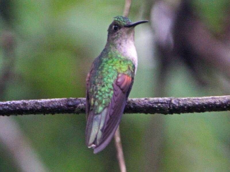 Colibrí coliblanco