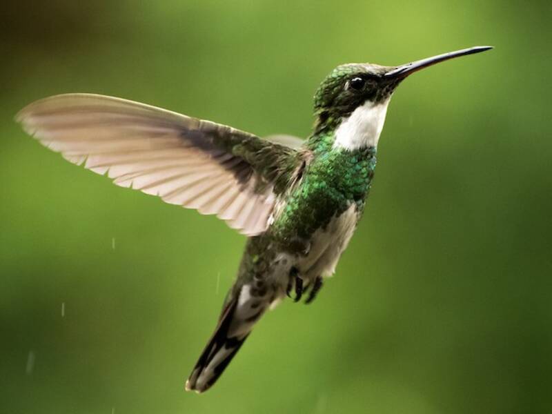 Colibri à gorge blanche, Photos 2