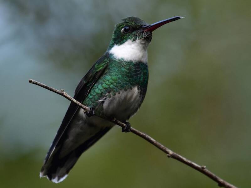 Colibri à gorge blanche