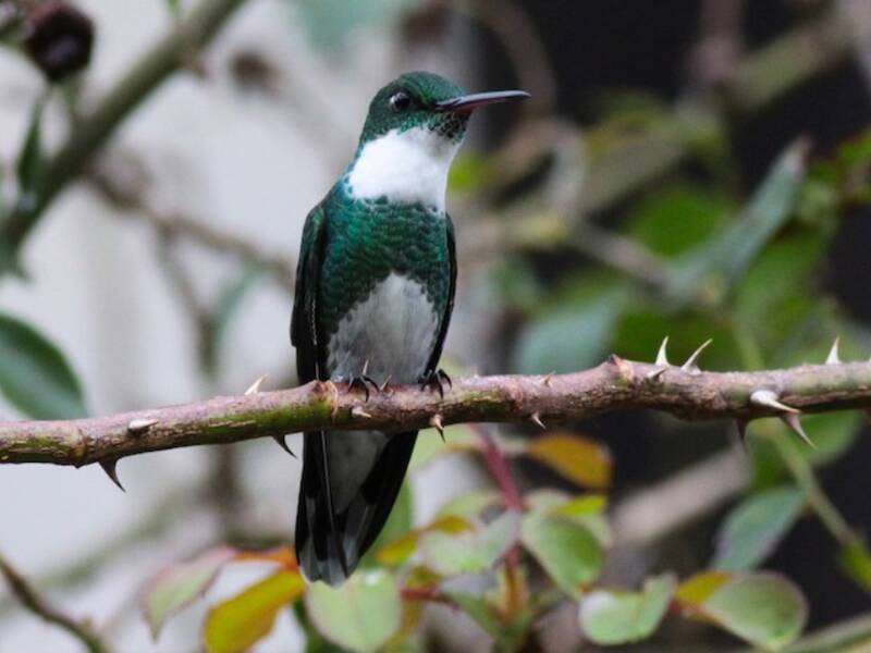 Colibri à gorge blanche, Photos 4