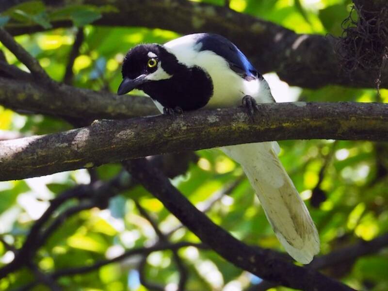White-tailed Jay (Cyanocorax mystacalis)