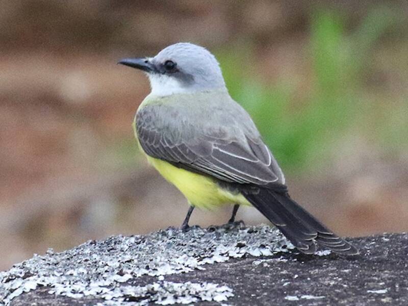 White-throated Kingbird, Photos 3
