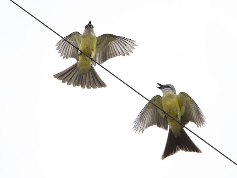 White-throated Kingbird, Photos 4