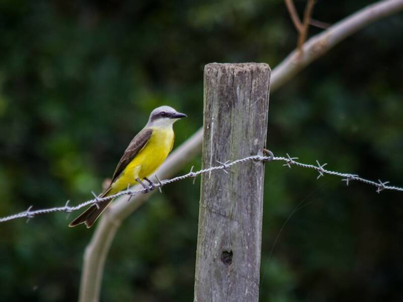 White-throated Kingbird, Photos 2