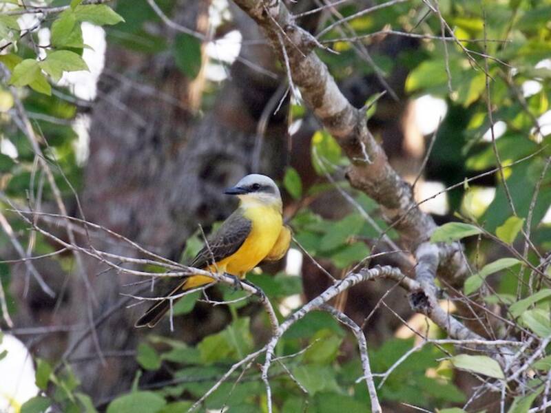 White-throated Kingbird