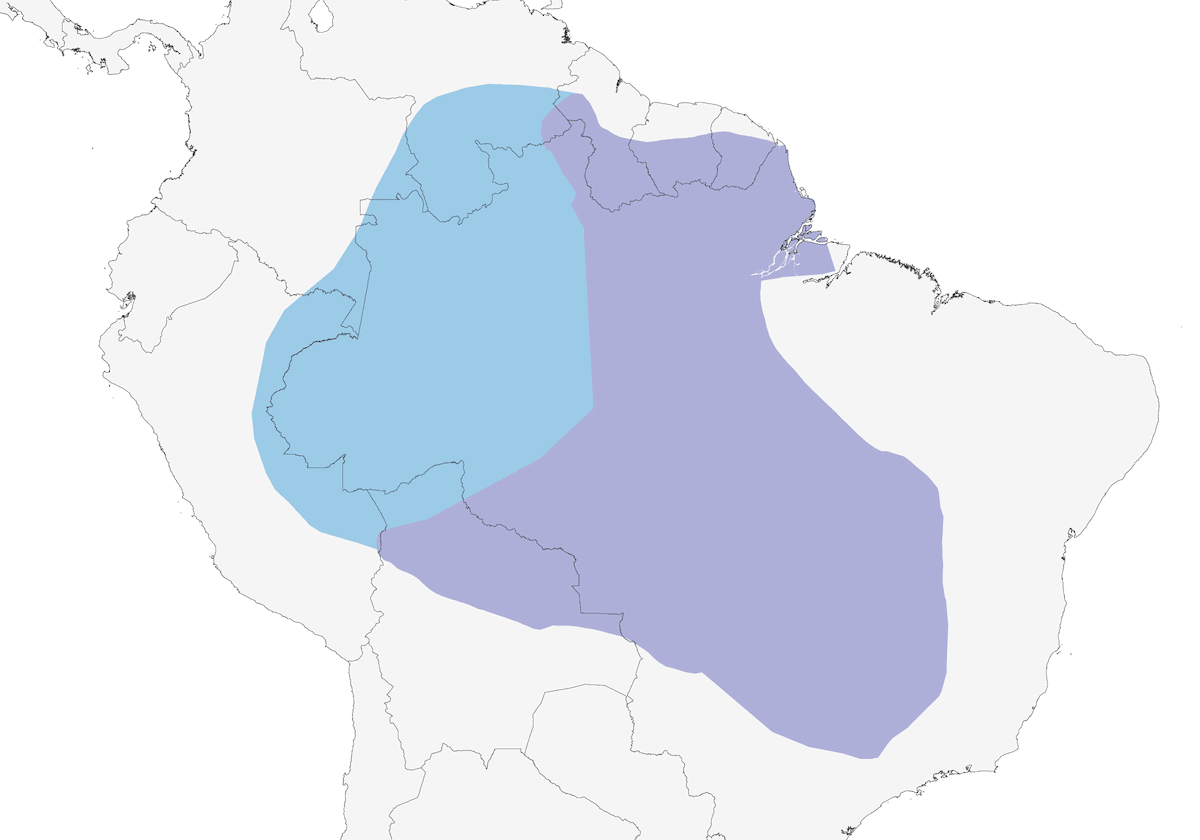 White-throated Kingbird, Distribution 1