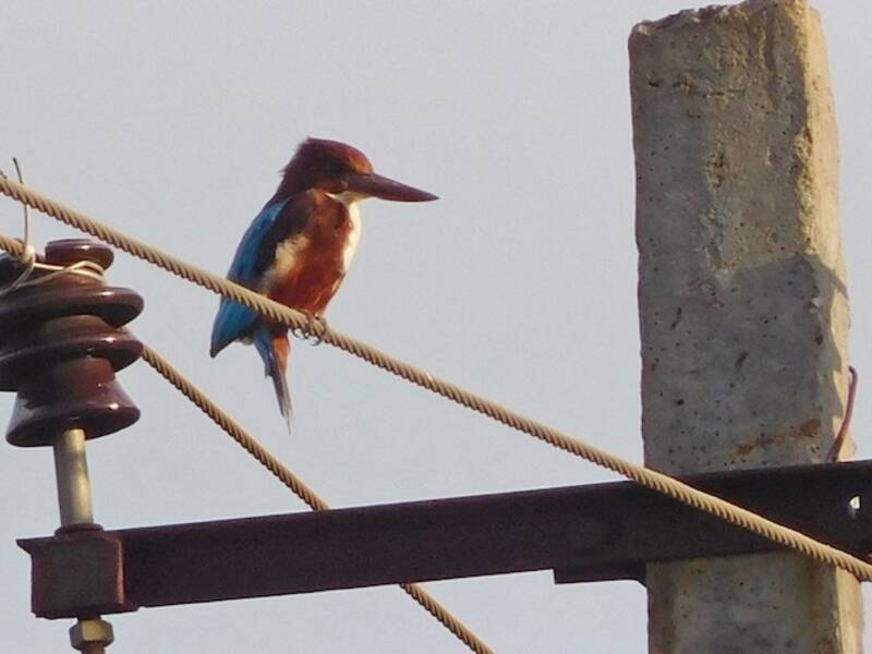 Martin pescatore golabianca, Foto 4