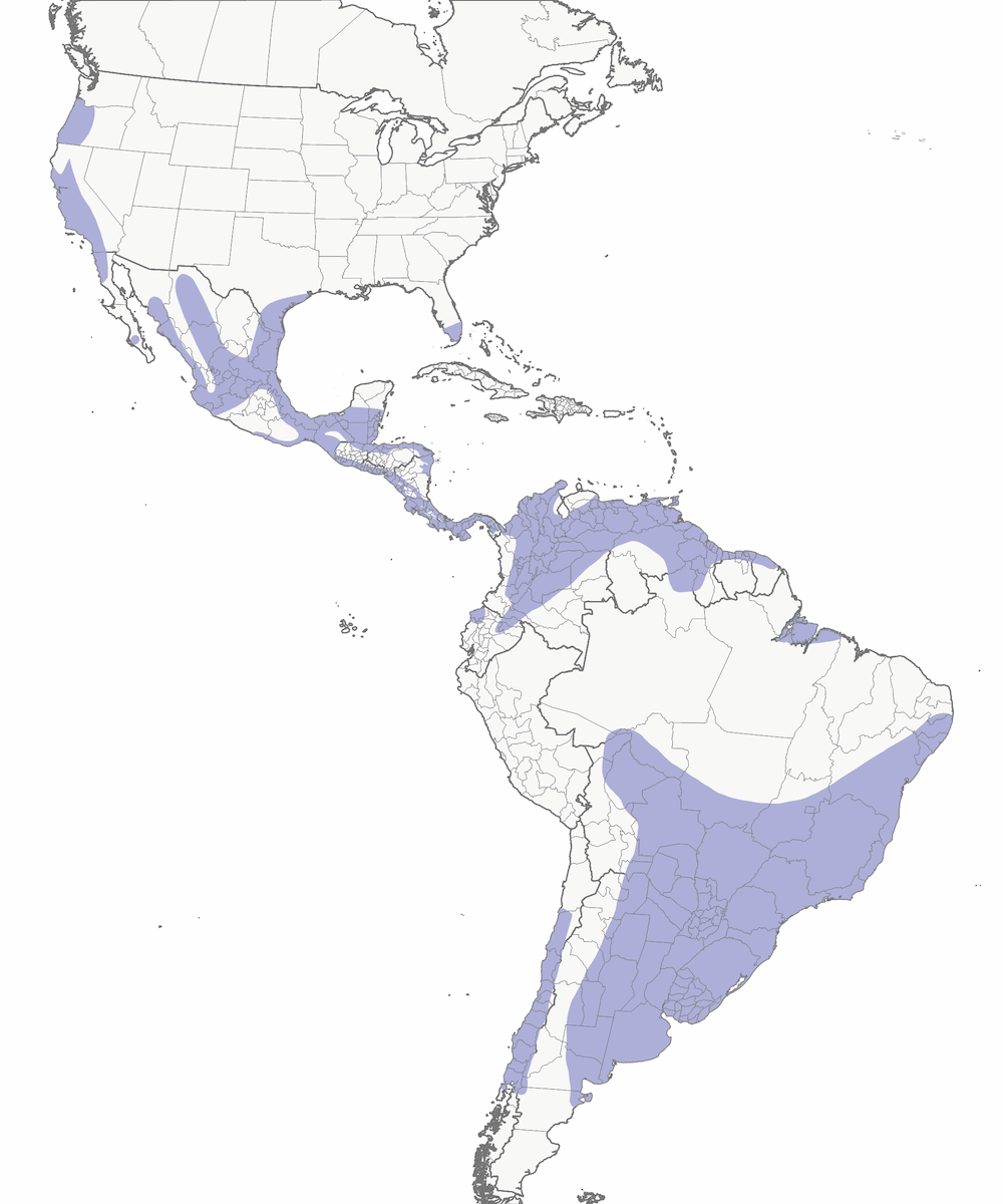 Nibbio codabianca, Distribuzione 1