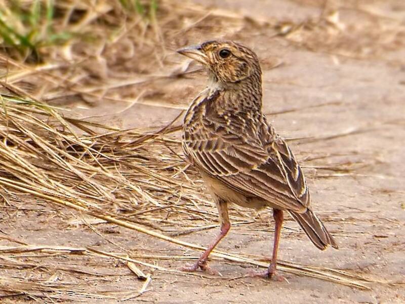 White-tailed Lark, Photos 3
