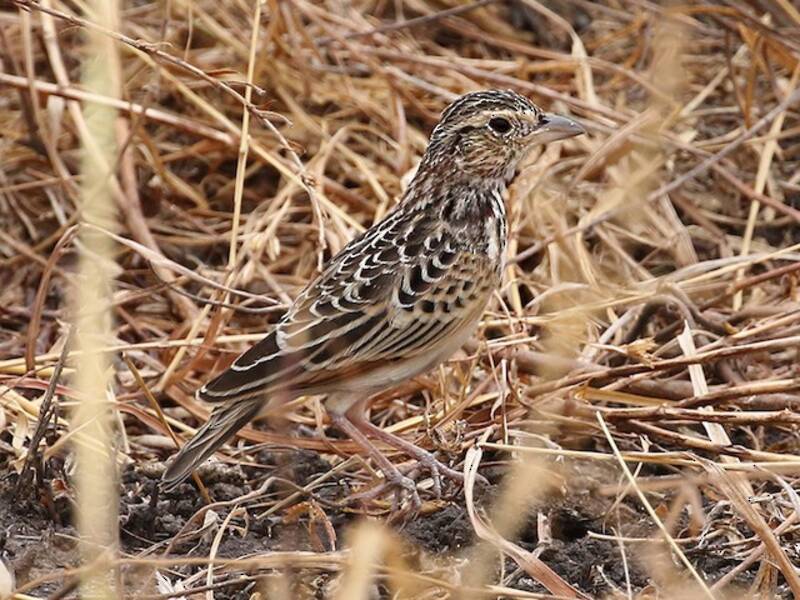 White-tailed Lark, Photos 4