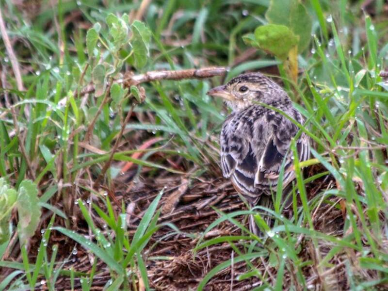 White-tailed Lark, Photos 2