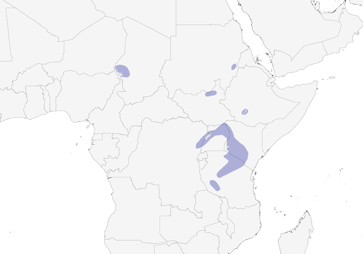 White-tailed Lark, Distribution 1