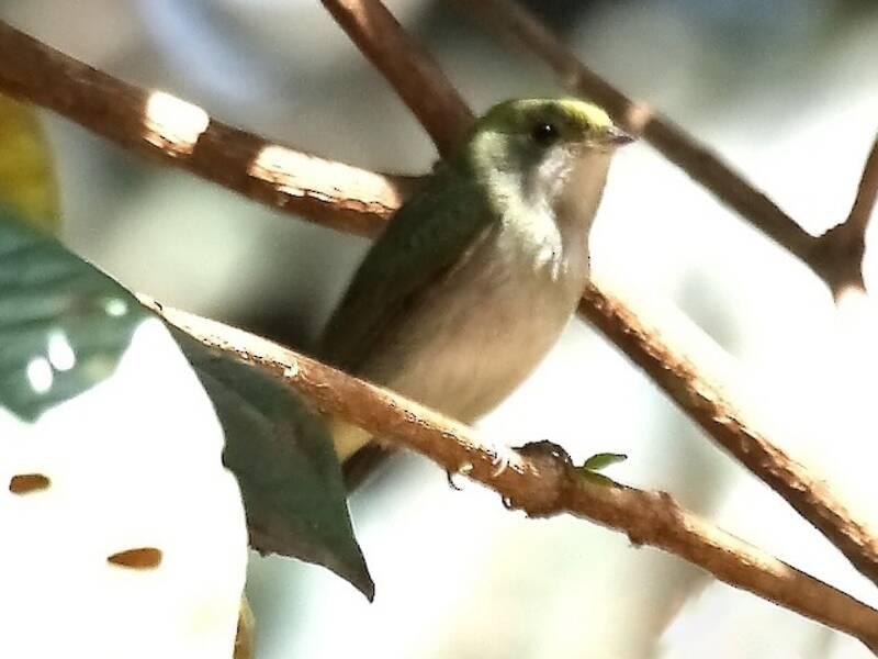 Manachino golabianca, Foto 3