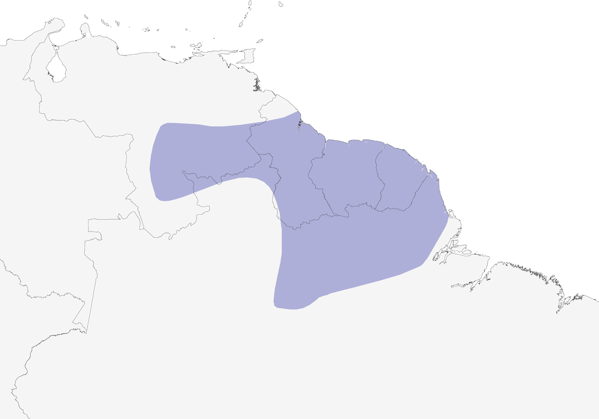 Manachino golabianca, Distribuzione 1