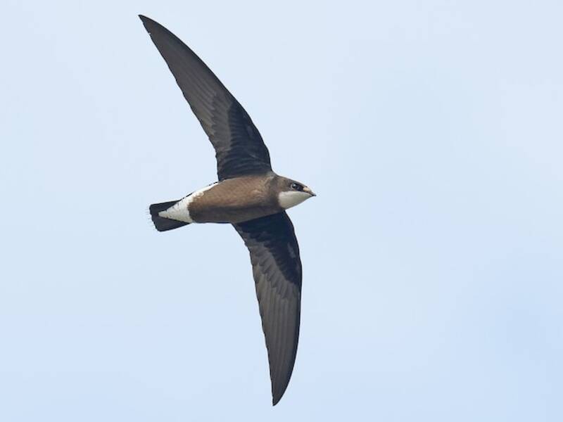 White-throated Needletail, 照片 3