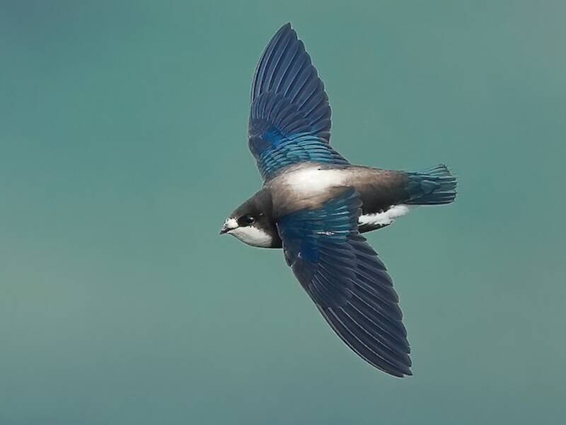 White-throated Needletail, 照片 2